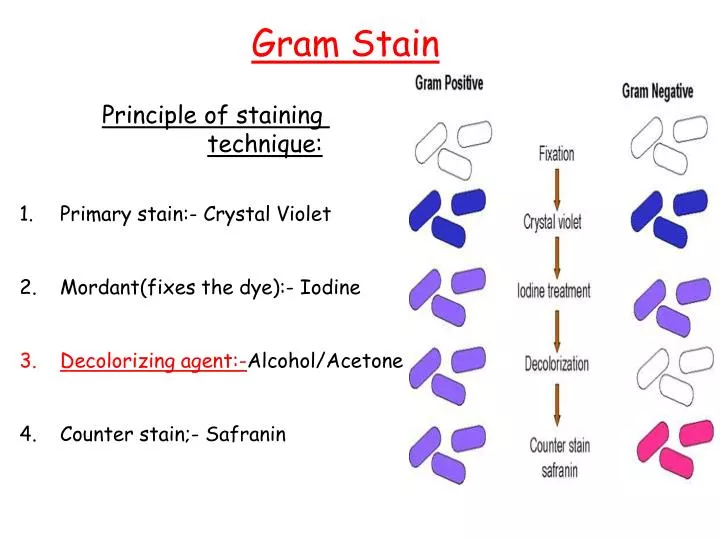 Automated Gram-staining characterisation of bacterial