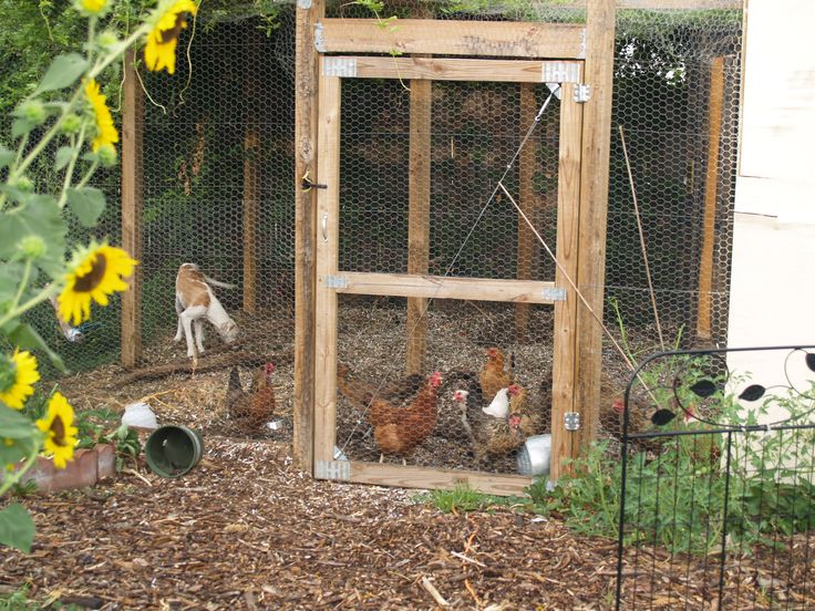 7 Steps to Use Chicken Wire to Build a Dog Fence