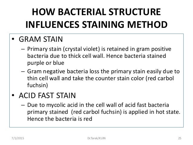 Prokaryotes (bacteria) and Gram Staining